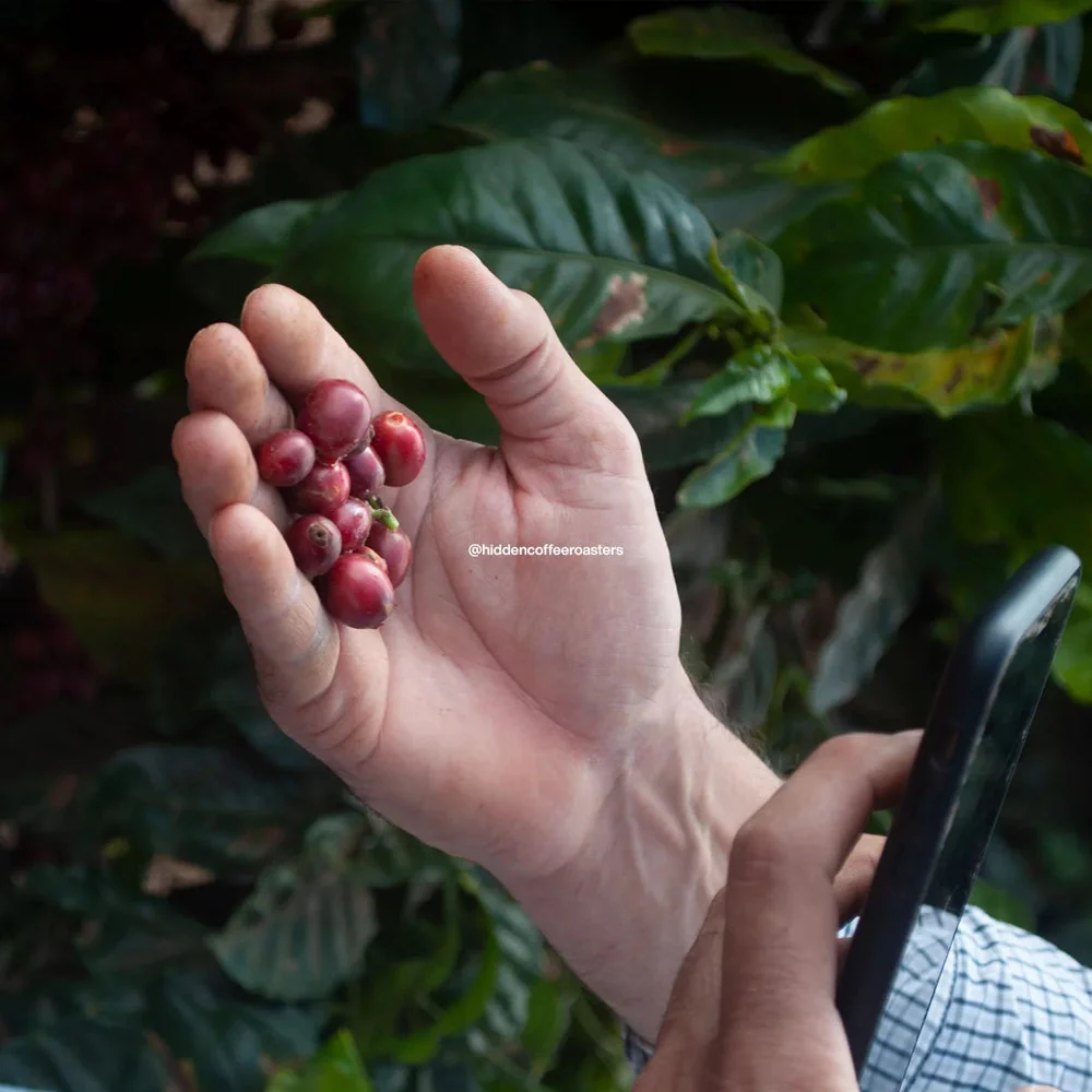 HIDDEN COFFEE ROASTERS - Flamingo - Image 2