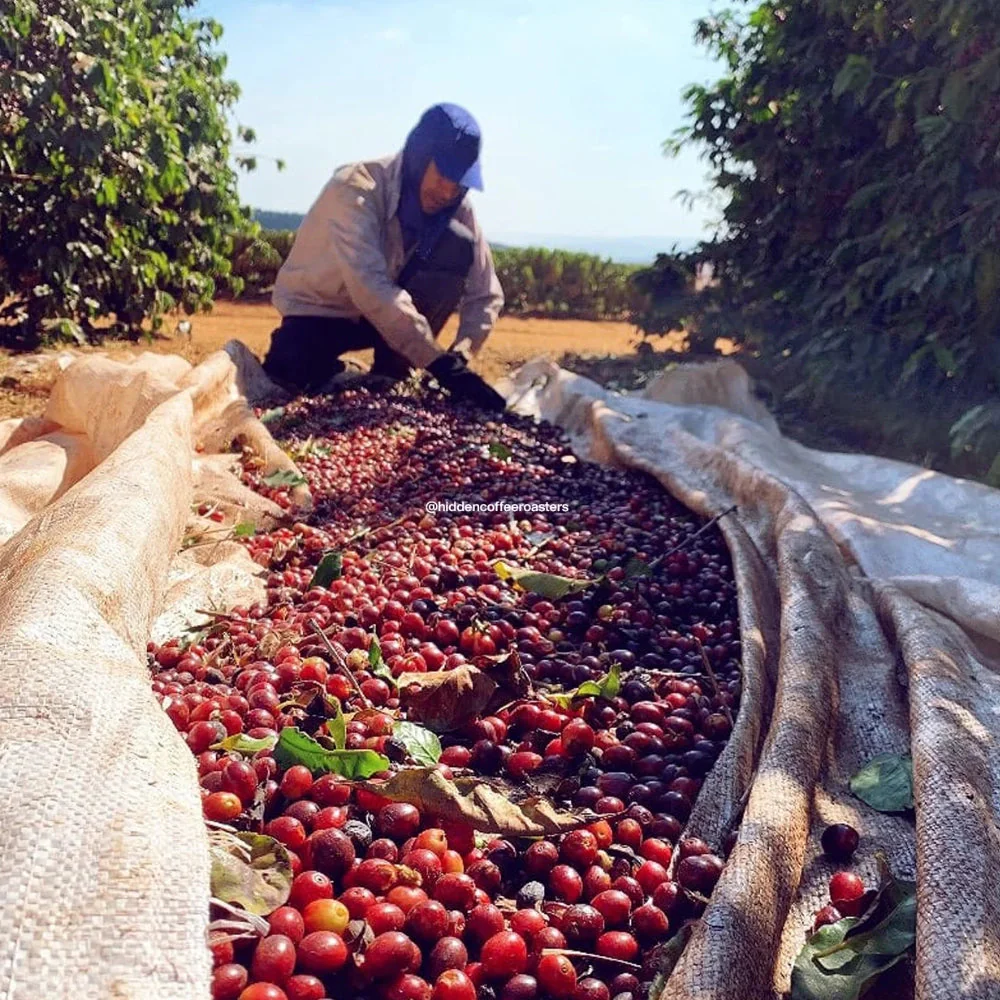 HIDDEN COFFEE ROASTERS - Lince - Image 2