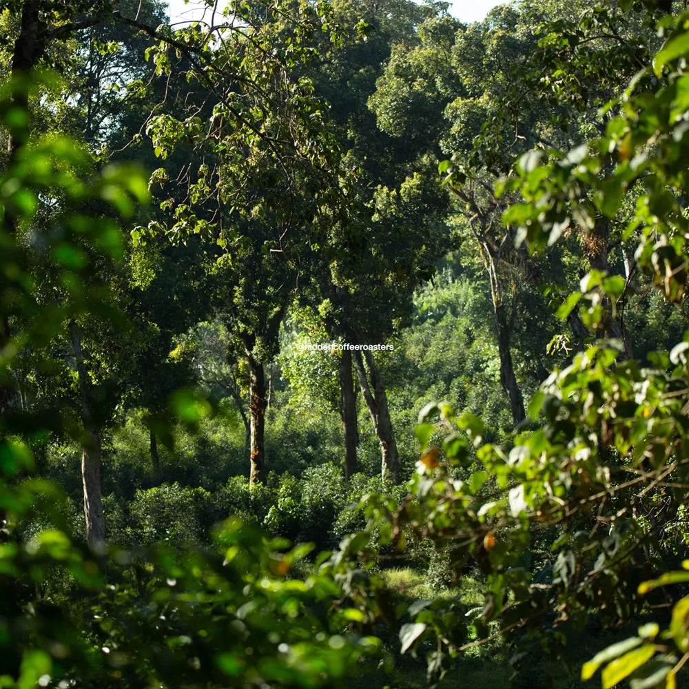 HIDDEN COFFEE ROASTERS - Oryx - Image 2